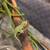 Baby Chameleons 1 thumbnail