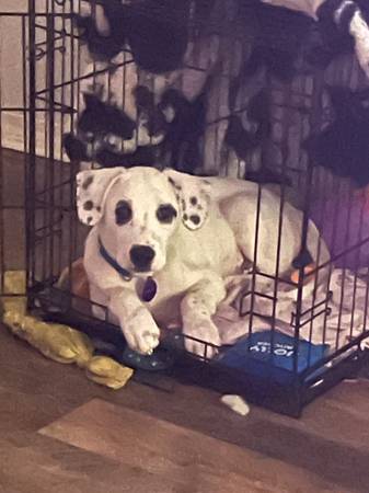 Free mixed Dalmatian 1