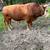 Mini bull 4 thumbnail