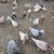 Toms and chicken 4 thumbnail