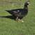 Muscovy hens 9 thumbnail