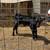 Bottle Calf-Black Angus Bull 5 thumbnail