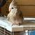 Hand tamed cockatiel (white face) 6 thumbnail