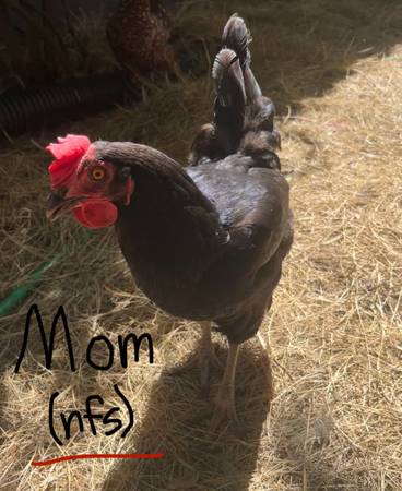 $5 young rooster/ cockerel63682104626435124