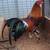 Only 3 left. Gamefowl Roosters 1 thumbnail