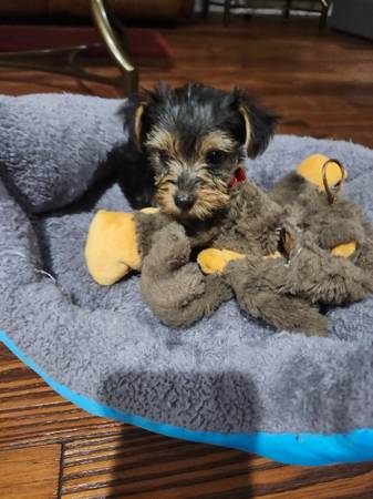 Yorkies (Horse Cave)63663775028737122