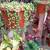 Closing Nursery low price plants Open 9-5 in Capitola 23 thumbnail