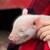 Yorkshire/Mangalitsa/American Guinea Hog/Landry Piglets for Sale 6 thumbnail