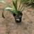 PLANTS / TREES 3 thumbnail