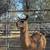 Llama 3 thumbnail