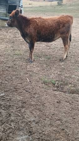 Jersey Heifer 1