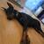 Doberman Pinscher Male 4 thumbnail