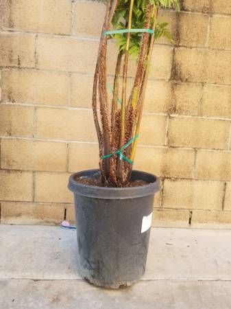 Huge Australian tree fern 1