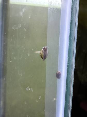 Aquatic Bladder Snails for Fish Tank/Aquarium – Live Food/Cleaners 1