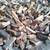 Seasoned Cherry firewood fire wood face cord 3 thumbnail
