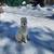 Standard Poodle - Adoption pendind. 1 thumbnail