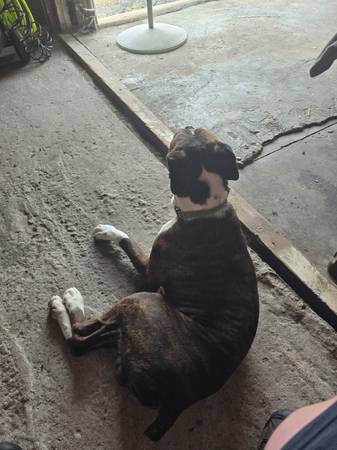 Macho boxer de raza pura con pelaje atigrado (Manchester)63897442831491121