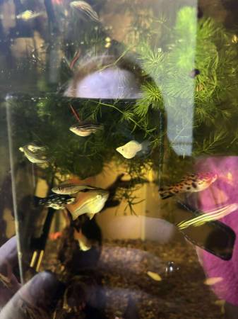 snails, shrimp and freshwater tropical fish (all 50 cents each) (Kalida)63989430775939122