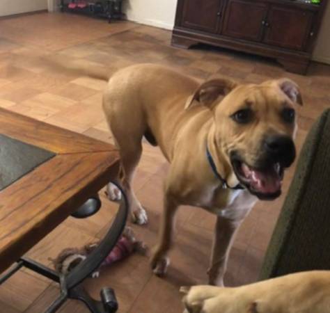 2 year old pit (Edgewood)63924992158339120