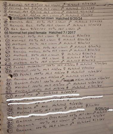 Boas reales64840129250689120