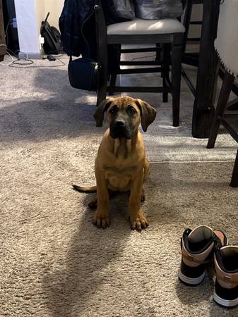 Cachorro de Presa Canario (Marietta)63881506878595122
