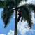 Tree service - sourh florida 1 thumbnail