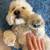 Experienced and Loving Dog-Walker and Pet-Sitter 9 thumbnail