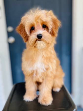 Yorkiepoo 1