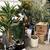 Moving sale furniture plants snow blower luxury bags 3 thumbnail