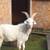 GOATS FOR SALE 3 thumbnail