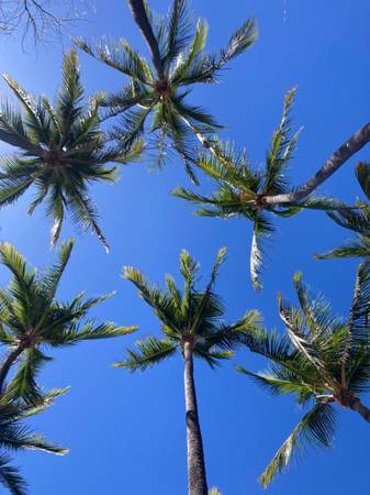 $3,500 / 1br - Hawaii Nov 15 th- Feb 13 th. (Kailua, kona.)64148845066114122