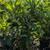 Loquat 9 thumbnail