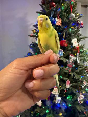 Tame Friendly Parakeet 1