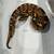 Ball pythons 18 thumbnail