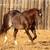 High Brow Cat Foundation Bred AQHA Palomino (2022) Filly Started 8 thumbnail