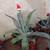 HOLIDAY AGAVE IN DECORATED PLANTERS 10 thumbnail