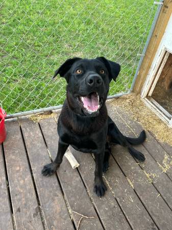 German Shepherd-Lab $75 (Hawley)63806663281793122