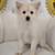 Male Toy Pomeranian Pup! 1 thumbnail