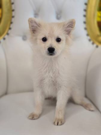 Male Toy Pomeranian Pup! 1