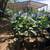 Citrus Trees 2 Feet Tall $20 - More Than 5000 Trees To Choose From $20 13 thumbnail