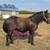 Broke gelding pony 2 thumbnail