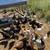 Chicks 1 thumbnail