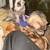 Pitbull Puppies 6 thumbnail