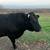 Angus Jersey Cross Bull 3 thumbnail