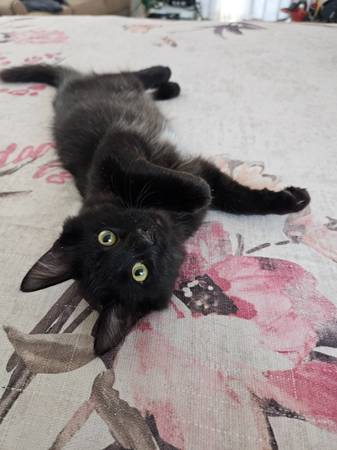 2 gatitos macho cariñosos necesitan un hogar (Lemoore)63695922113921121