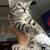 Beautiful Female Kitten 4 thumbnail