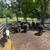 Bred cows 19 thumbnail