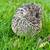 (TRUE-BLUE) Caledon Coturnix Quail Flock of 8 2 thumbnail