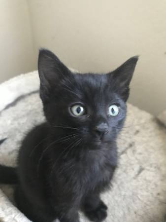 8 weeks kitten girl (Sac)63848873935875123