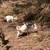 Purebred Nigerian Dwarf Does and Doelings 10 thumbnail